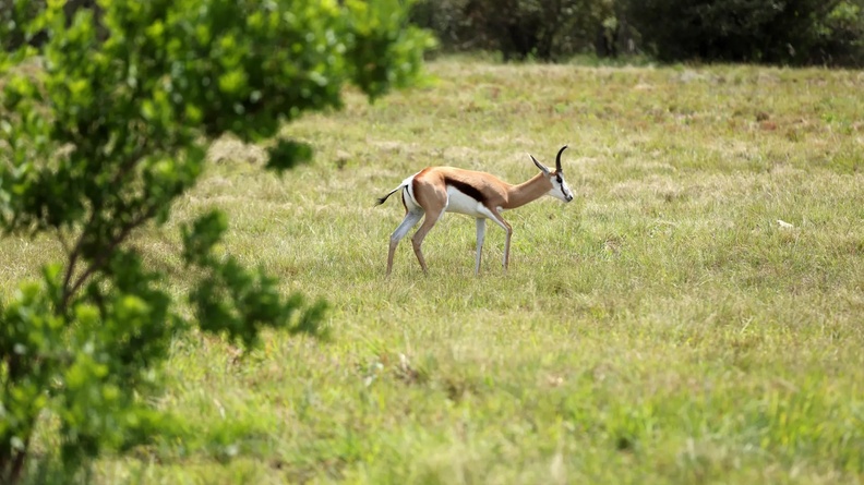 Springbok, Johannesburg, South Africa
